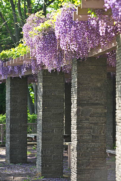 istock Wisteria floribunda 526128594