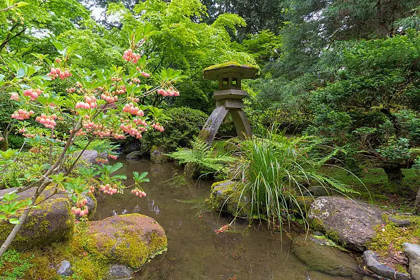Japanese Snowbell Flowers in Bloom by Creek and Stone Lantern at Japanese Garden in Spring