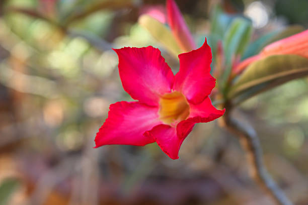 istock desert rose flower from tropical 526129246