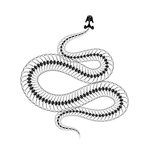 Skeleton snake isolated on white background. Skeleton snake isolated on white background. Silhouette of a snake skeleton entourage rings. Vector illustration. snake anatomy stock illustrations