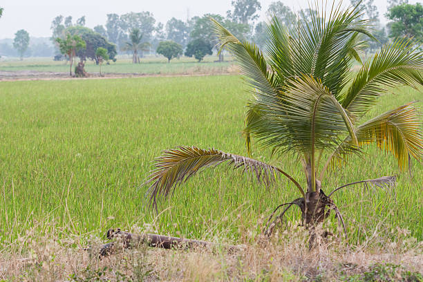 istock fresh riceberry in ricefield 526129886