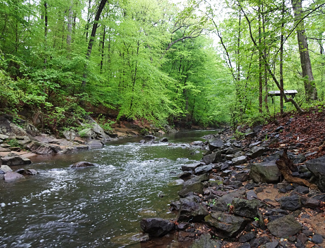 Photo of the Northwest Branch of the Anacostia River in Prince George's County in Maryland during April.  This is a popular trout stream.