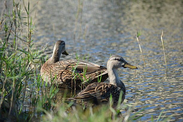 istock Ducks in water by grassy shoreline 526130636