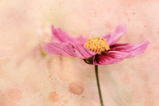 istock Digital art, watercolor paint textured, Cosmos flower 526130774