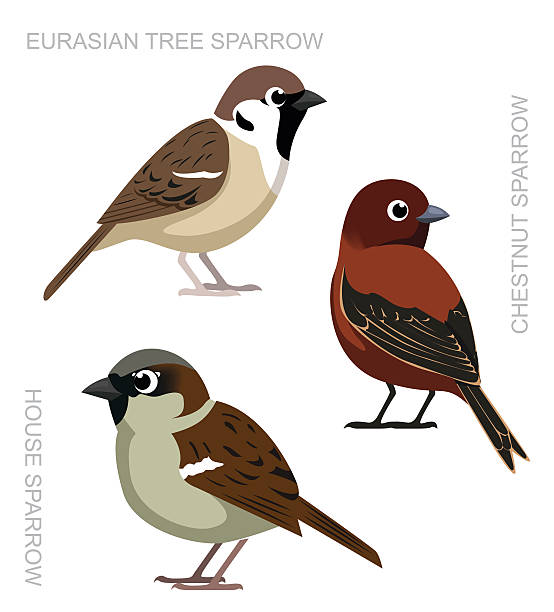 stockillustraties, clipart, cartoons en iconen met bird sparrow set cartoon vector illustration - house sparrow