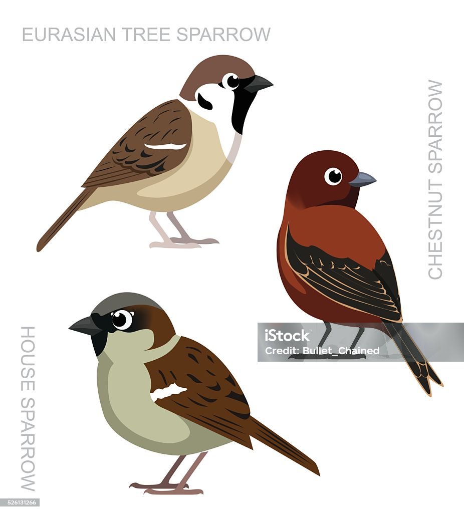 Bird Sparrow Set Cartoon Vector Illustration Stock Illustration - Download  Image Now - House Sparrow, Sparrow, Bird - iStock