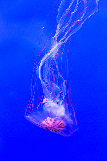 istock Northern sea nettle, chrysaora melanaster, swimming 526131532