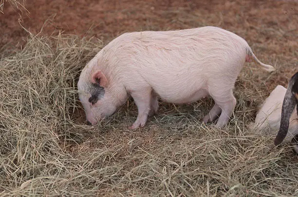 Pink pig known as a Gottingen minipig eats hay in a barnyard alongside goats and sheep.