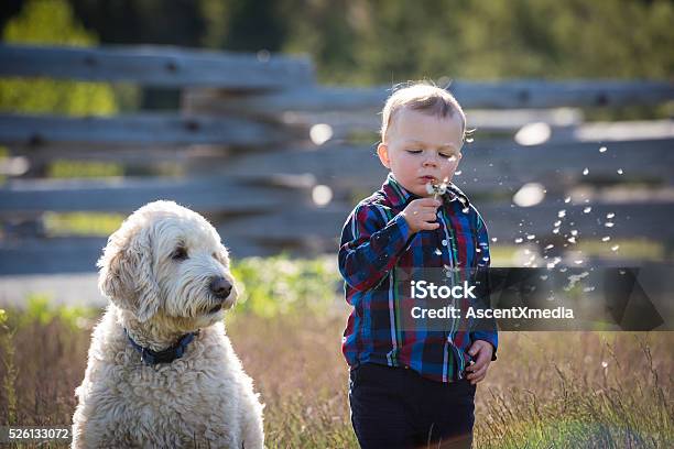 Boy And His Dog Stock Photo - Download Image Now - Dog, Toddler, 12-17 Months