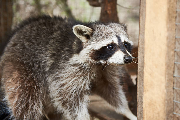 istock Raccoon in cage 526134296