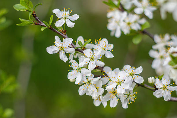 istock Plum-tree branch covered with white flowers and foliage 526134714