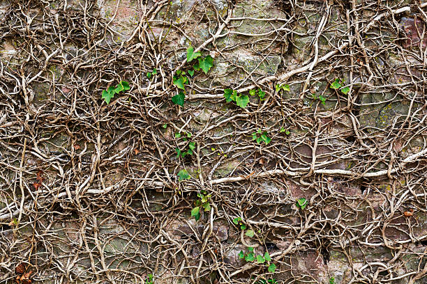 istock Old medieval stone wall covered by ivy. 526135144