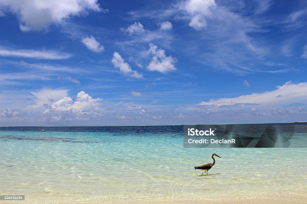The Beach Meeru Island Stock Photo
