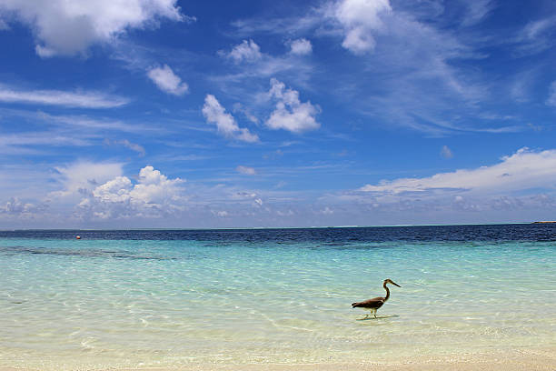 The Beach The Beach meeru island photos stock pictures, royalty-free photos & images