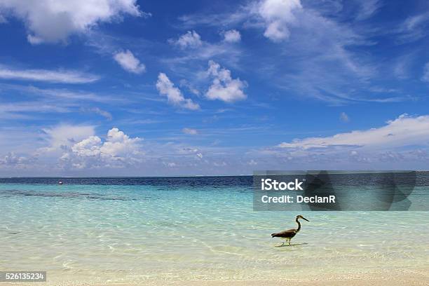 The Beach Stock Photo - Download Image Now - Meeru Island, Baros, Giravaru Island