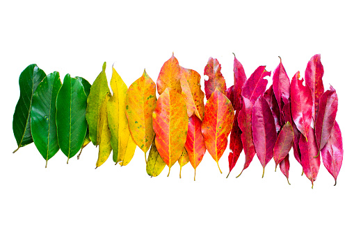 Color leaf. color of nature. Many color autumn leaves.
