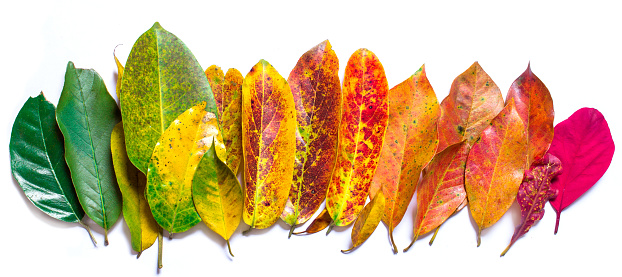 Color leaf. color of nature. Many color autumn leaves.