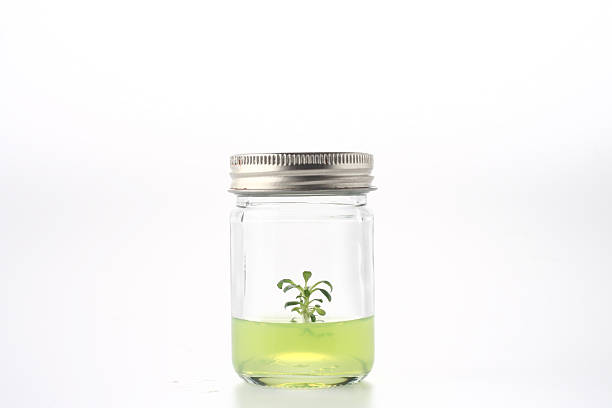 istock Small Tree in a bottle with green jelly 526136250