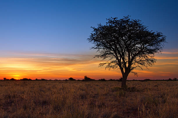 istock Lovely sunset in Kalahari with dead tree 526136500