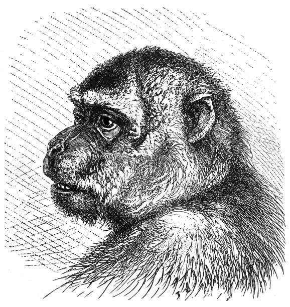 Macaque (Macacus Inuus) Antique illustration of a Macaque (Macacus Inuus) macaque stock illustrations