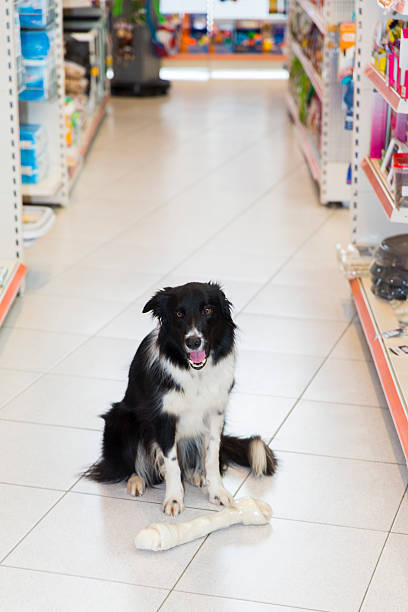 istock Cute Border Collie with big pet bone in pet store 526137388