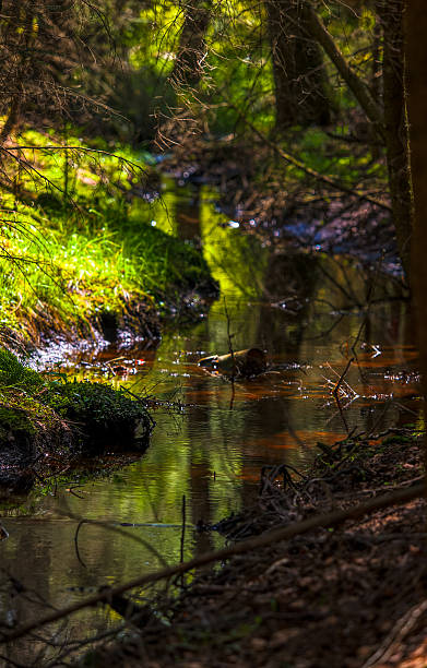 vert irlandais bois - nachhaltig photos et images de collection