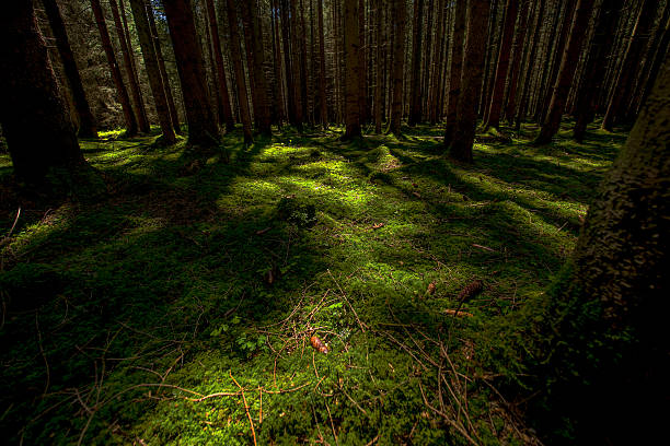 istock Irish green wood 526138594