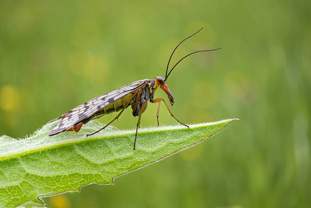 Mecoptera on Green Leaf