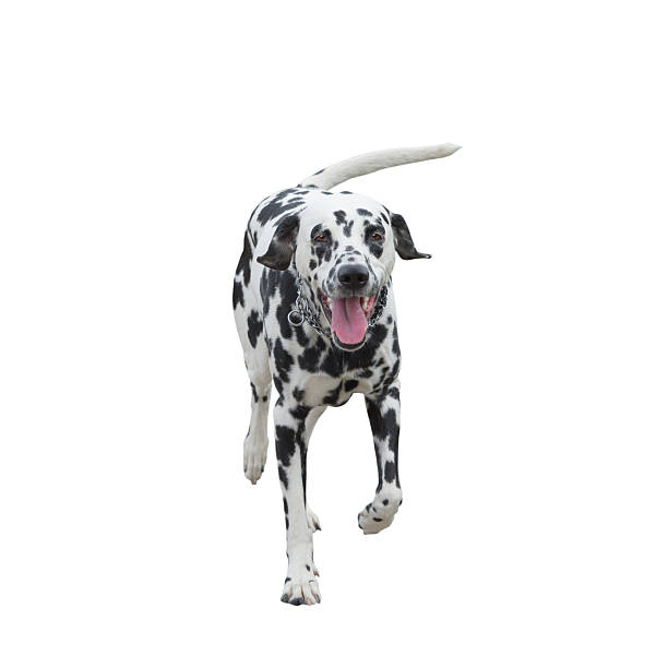 istock running dog -- isolated on white background 526140670