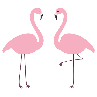 Flamingo. Flat design elements. Isolated on white background