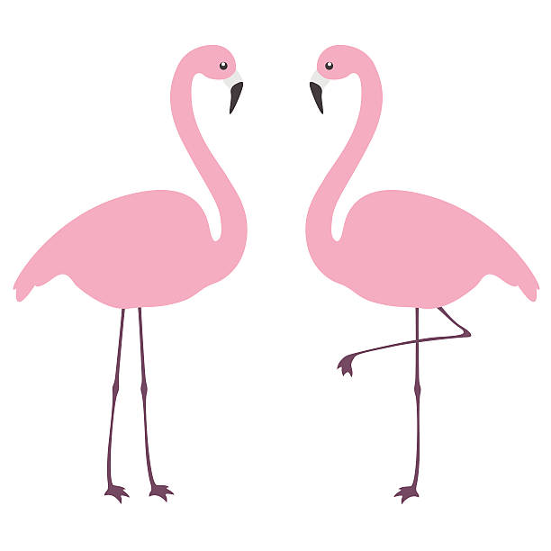 Flamingo Flamingo. Flat design elements. Isolated on white background flamingo stock illustrations