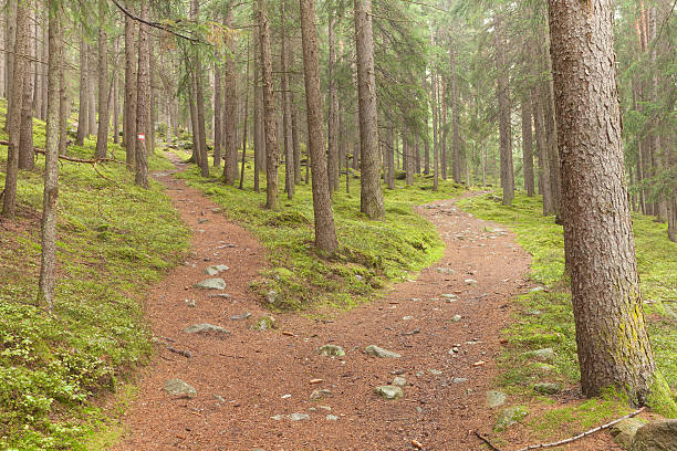 single alpine path splits in two different directions. stock photo