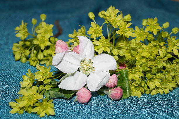 istock Apple blossom and green flowers 526142896