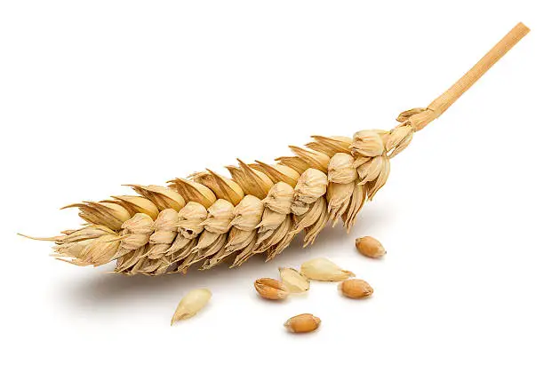Perfect Cleaned Dried Wheat Ear Isolated on White Background in Full Depth of Field with Clipping Path.