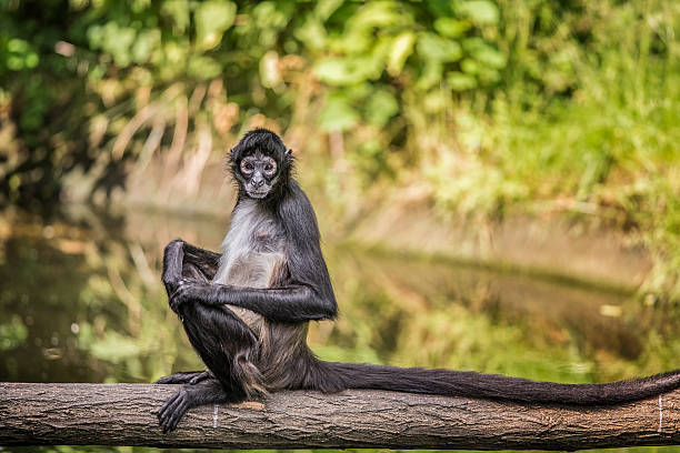 Black spider monkeys sitting in the sunshine