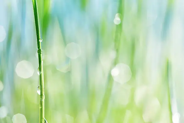 Photo of Water drop on a stalk of grasswater