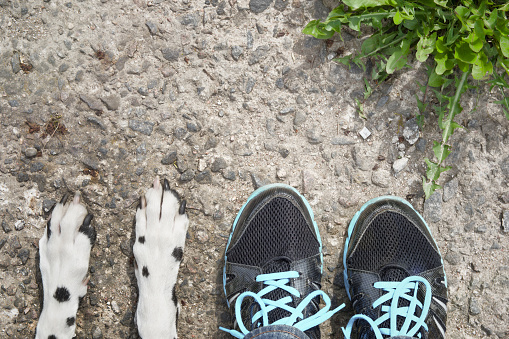 dog's paw feet next to the owner -- friendship