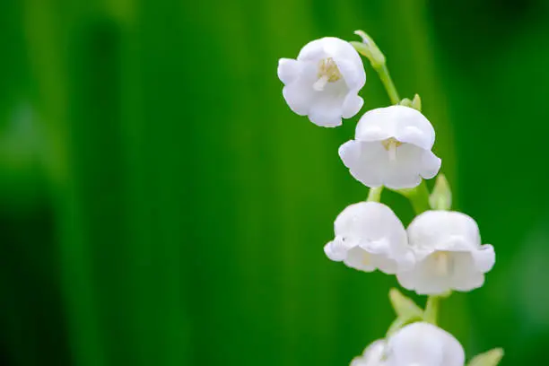 Close-up of lily of the valley flowers in a flower bed.  These are very small flowers that bloom in the springtime.