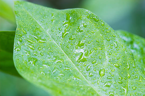 istock Green leaf with drop of water 526145878