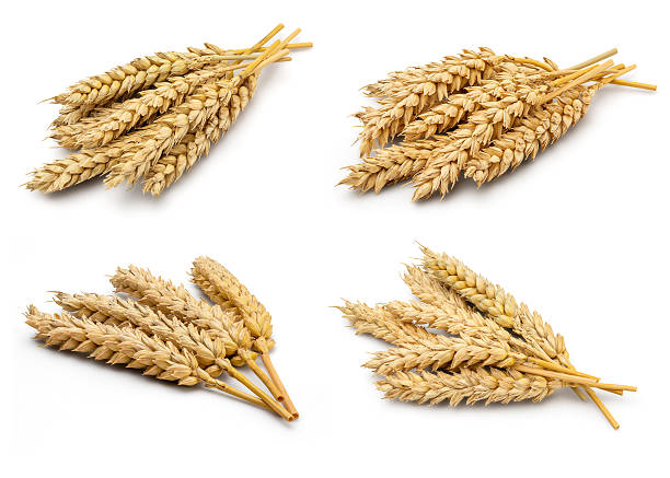 Dried Wheat Ear stock photo