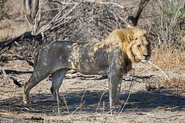 istock Young Southwest African male lion 526147482
