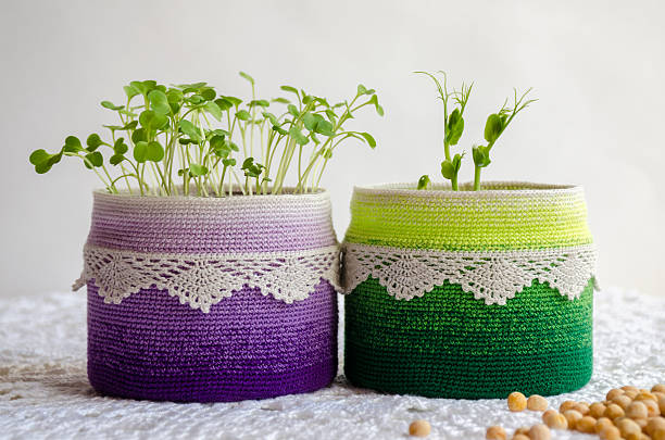istock Pea sprouts  in recycling pot with crochet cover 526148550