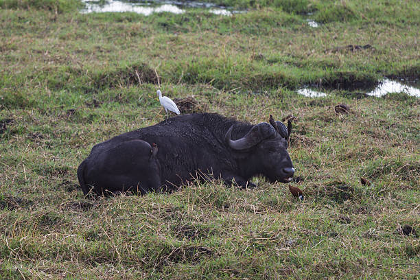 istock Birds sitting on african cape buffalo 526148556