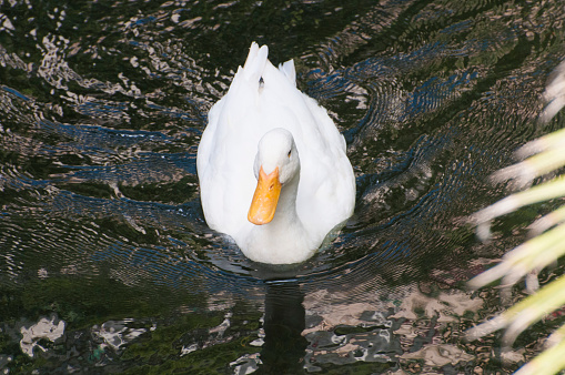 White duck on a lake photograph from above