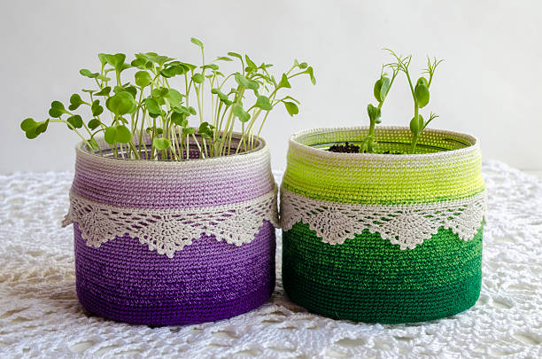 Pea sprouts  in recycling pot with crochet cover