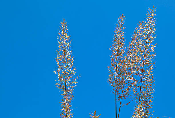 big brin d'herbe sous ciel bleu - clear sky nobody blade of grass summer photos et images de collection