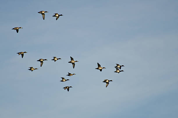 istock Flock of Ring-Necked Ducks Flying in a Blue Sky 526149377
