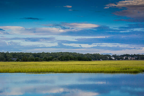 istock Green Grassy Marsh in the Morning 526149509