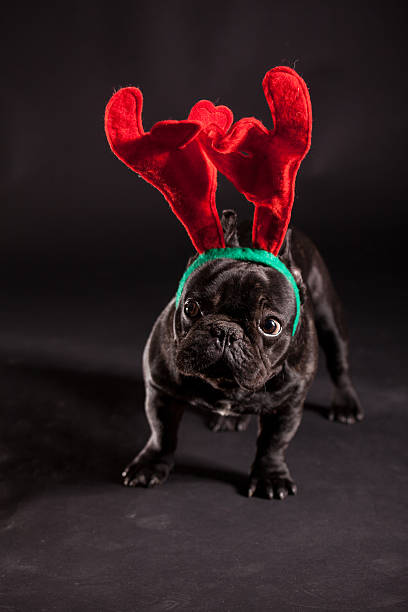 istock french bulldog wearing antler 526150175