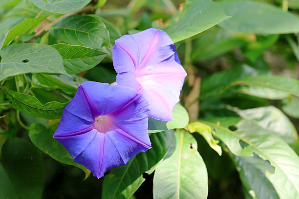 istock Lilac colored campanula flower. Pokhara-Nepal. 0699 526150527